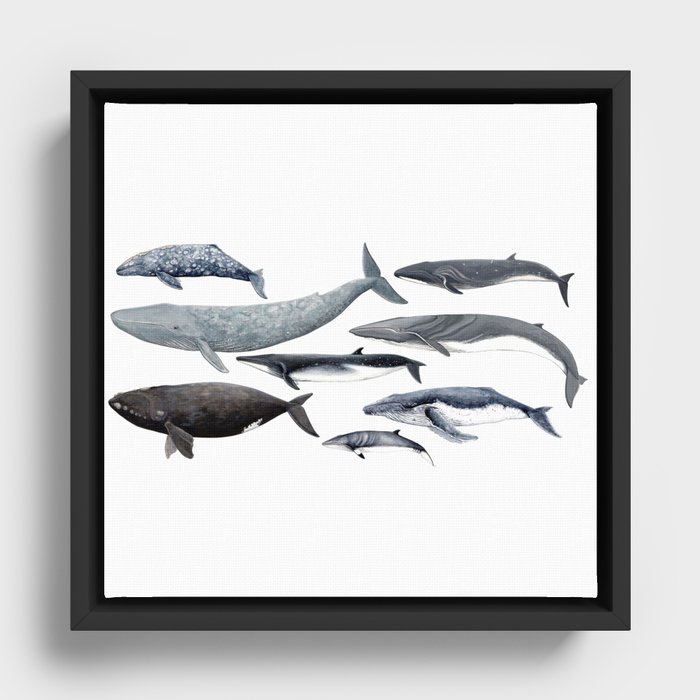 Whales and right whale Framed Canvas