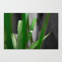 Water drops  Canvas Print