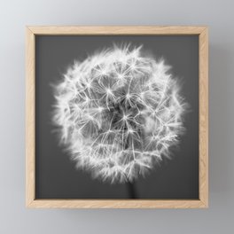 Dandelion Ball in Black and White #decor #society6 #buyart Framed Mini Art Print