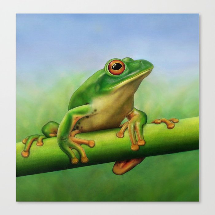 Moltrecht's Green Treefrog Canvas Print