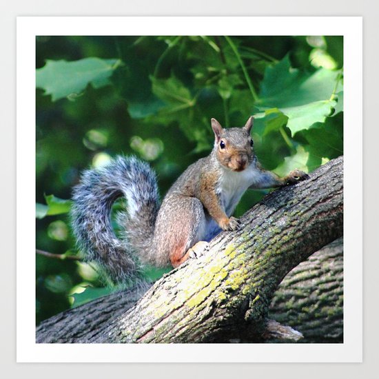 Tree Squirrel Art Print
