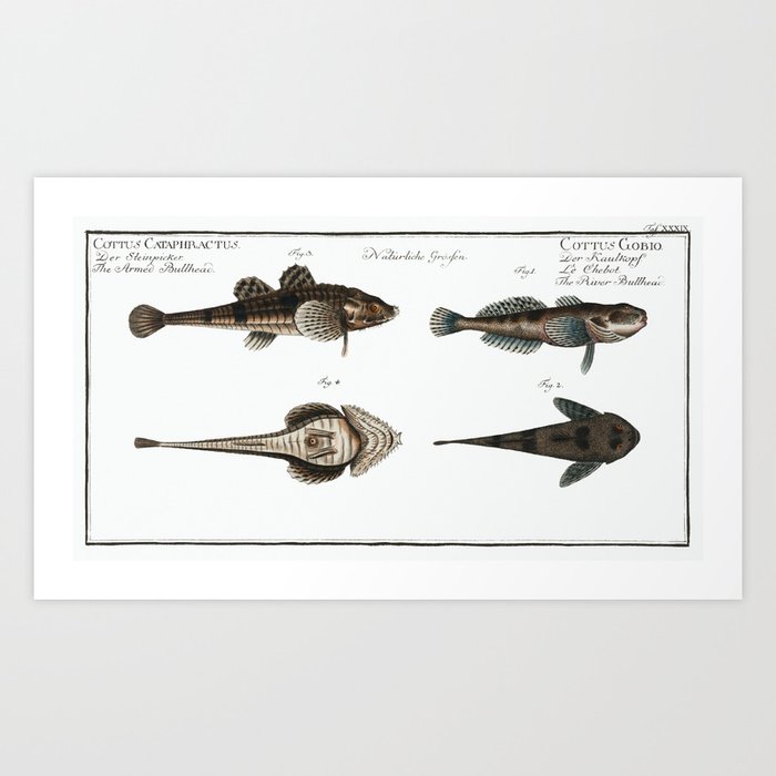 1. 2. River Bullhead (Cottus Gobio) 3. 4. Armed Bullhead (Cottus Cataphractus) from Ichtylogie, ou H Art Print