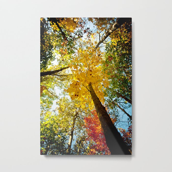 Autumn Colors Metal Print