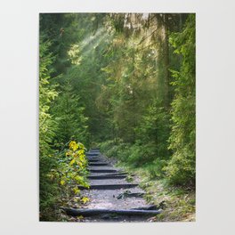 Path in a sunny summer Forest Trail Sunbeams Trees Poster | Photo, Foliage, Green, Natural, Environment, Landscape, Sun, Road, Outdoor, Sunny 