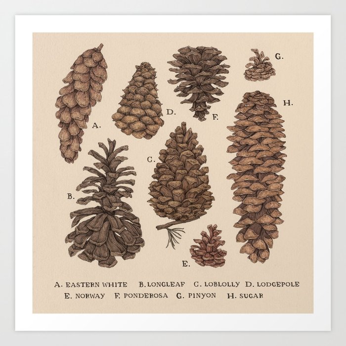 Pinecones Kunstdrucke Pinecones Kunstdrucke