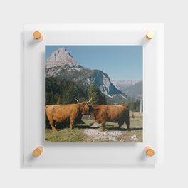 Scottish Highland Cow | Scottish Cattle | Cute Cow | Scottish Cow | Cute Cattle 04 Floating Acrylic Print