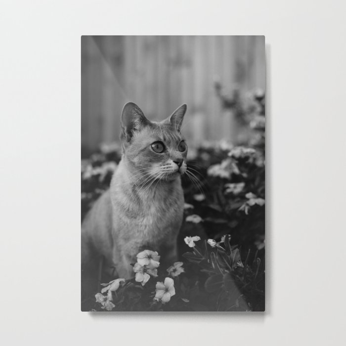 cats and flowers Metal Print