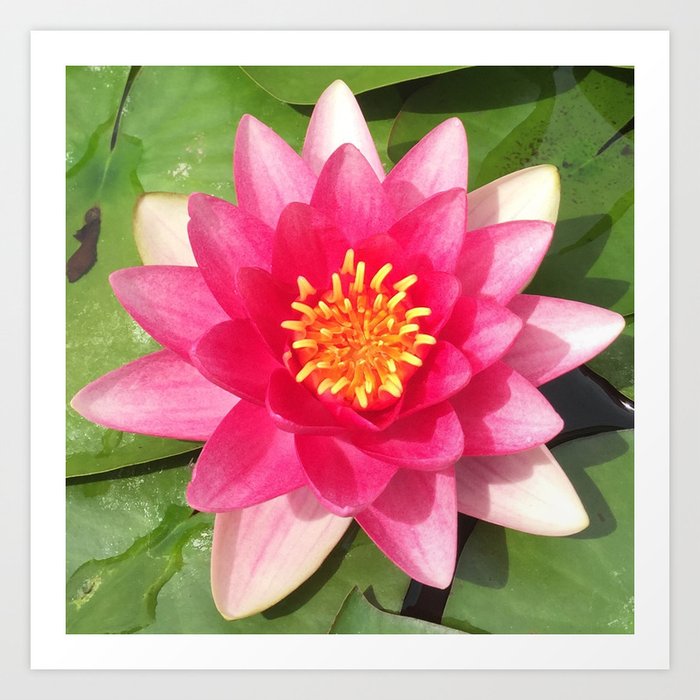 Lily Pad Flower Pink And Green Art Print By Artmuscomp Society6