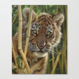Tiger Cub - Discovery Canvas Print