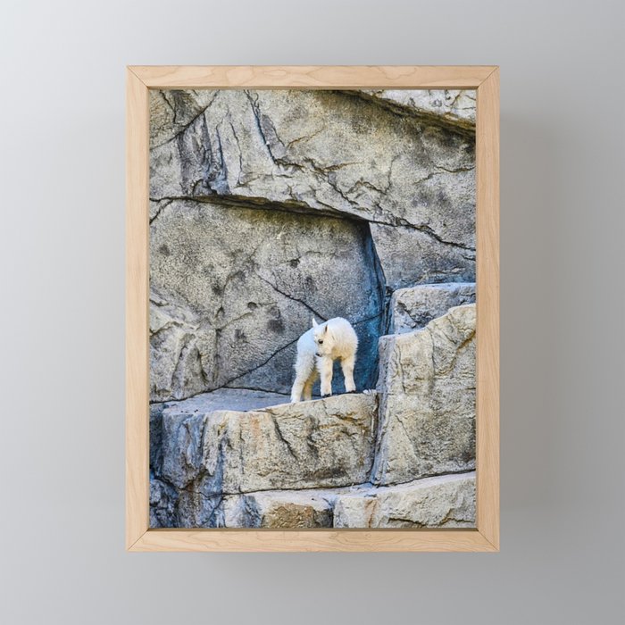 Baby Mountain Goat Framed Mini Art Print