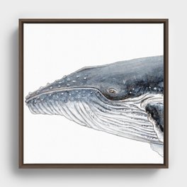 Humpback whale portrait Framed Canvas