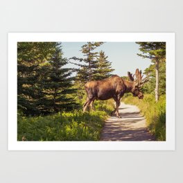 Skyline Trail Moose Art Print