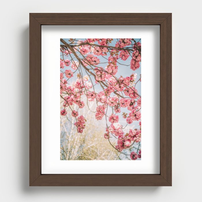 Pink blossom and blue sky Recessed Framed Print