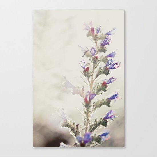 delicate Canvas Print