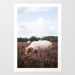 Photo of grazing sheep on the purple heather near Utrecht, Holland/The Netherlands | Fine Art Colorful Travel Photography |  Art Print