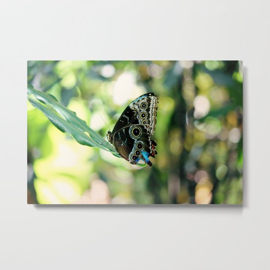 With a Broken Wing... Metal Print