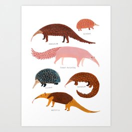 Pangolin, Anteater & Echidna Print Art Print