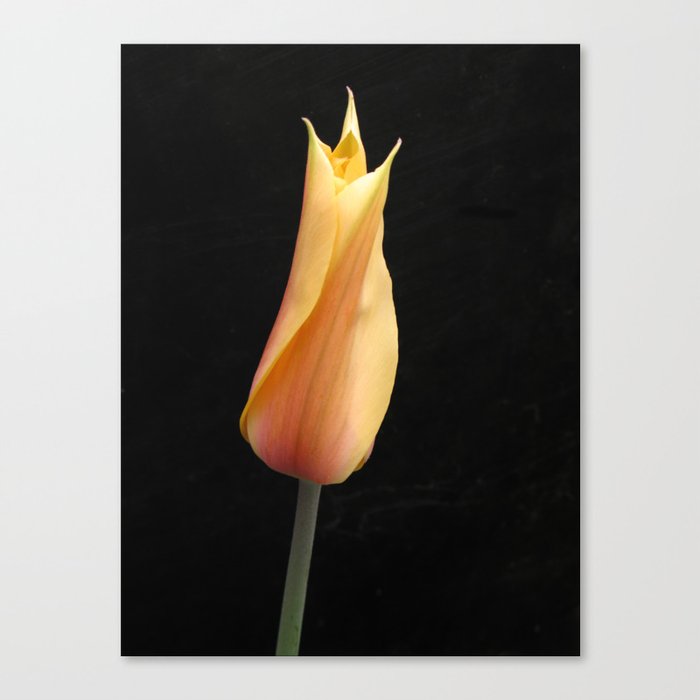 Orange Tulip on Black Background Canvas Print