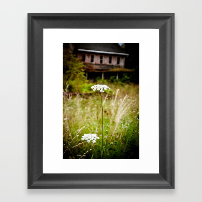 Queen Anne's Lace Framed Art Print