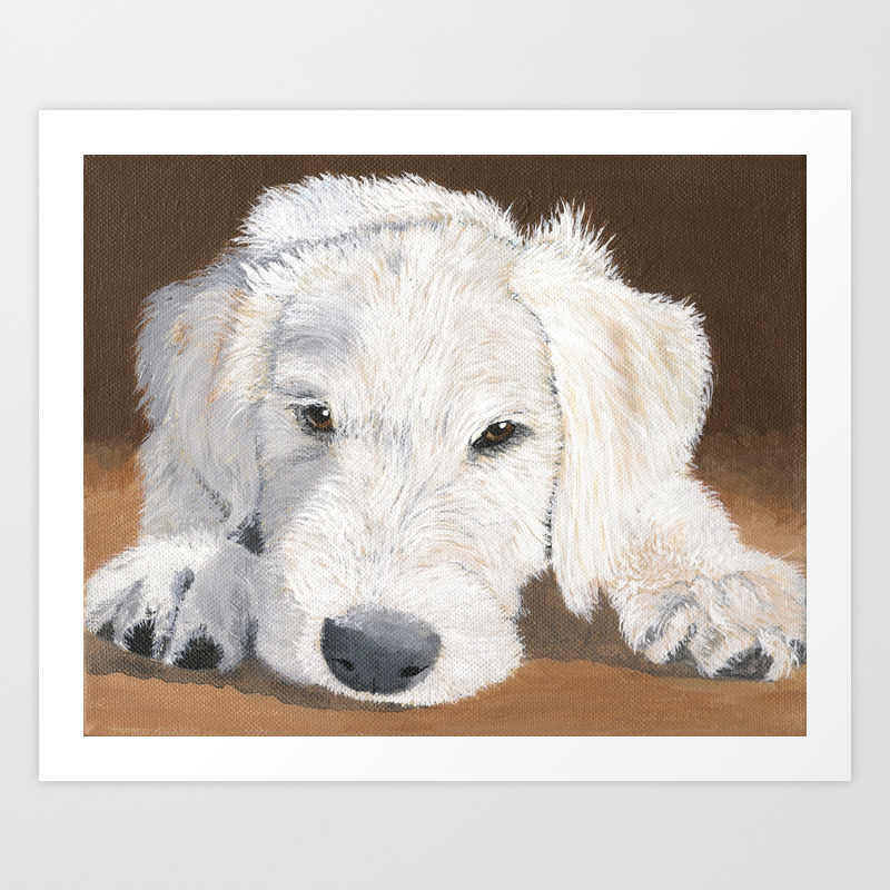 white labradoodle puppy