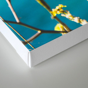 Beeg Sur Canvas Print By Josiahliston Society6