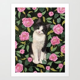 Tuxedo cat in the Peonies  Art Print