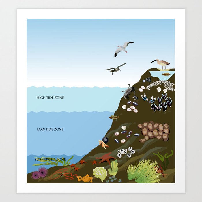 Southern California Tide Pool Explorer's Guide Art Print
