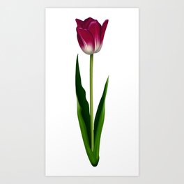 tulip Art Print