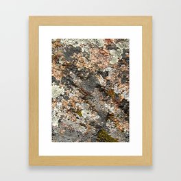 lichen 01 Framed Art Print