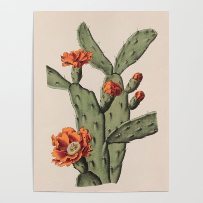 Botanical Cactus Poster