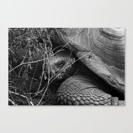 Peek a boo - Giant Galapagos Tortoise portrait Canvas Print
