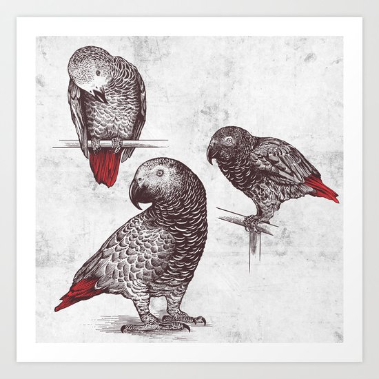 Three Grey Parrots Art Print