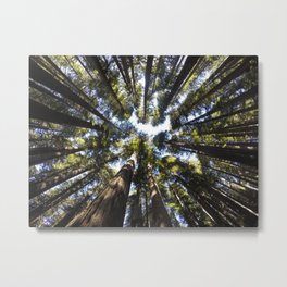 Giant Redwoods Metal Print