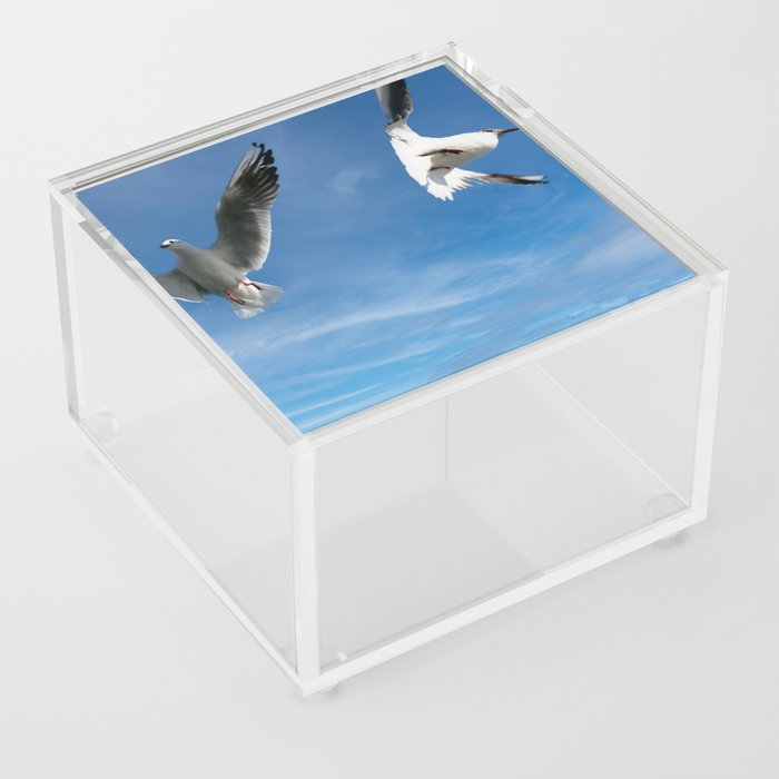 Seagulls from Lake Geneva Acrylic Box