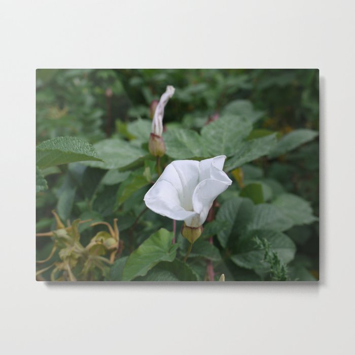 White Flower Metal Print