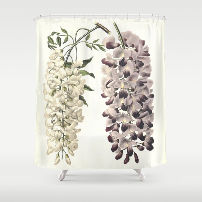 Wisteria Sinensis Botanical Art Isolated On White Shower Curtain