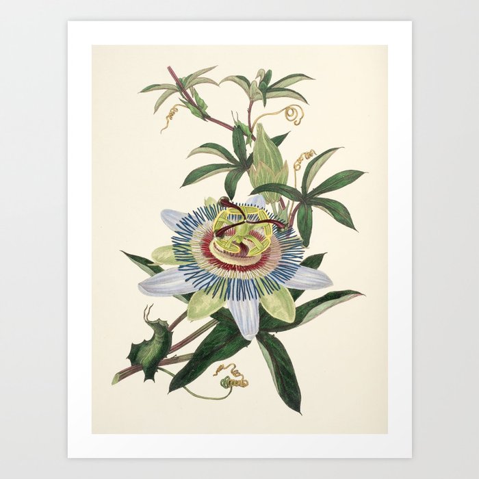 Passionflower from "The Moral of Flowers" (1833) by Rebecca Hey Art Print