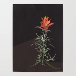 Indian Paintbrush In Bloom Poster