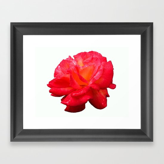 Red Rose (Rosaceae) Framed Art Print