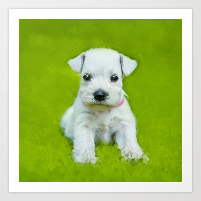 White Schnauzer Puppy Art Print