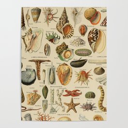 Vintage sealife and seashell illustration Poster