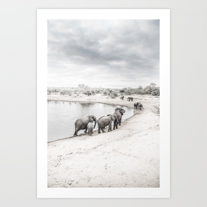 Elephants in South-Africa - Art piece  Art Print