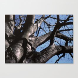maple tree in winter Canvas Print
