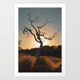 Barren Sunset Art Print | Crystalbridges, Steeltree, Lonetreeart, Northwestarkansas, Barrentree, Treewalldecor, Treeandlight, Treeonahill, Onetreehill, Treephotography 