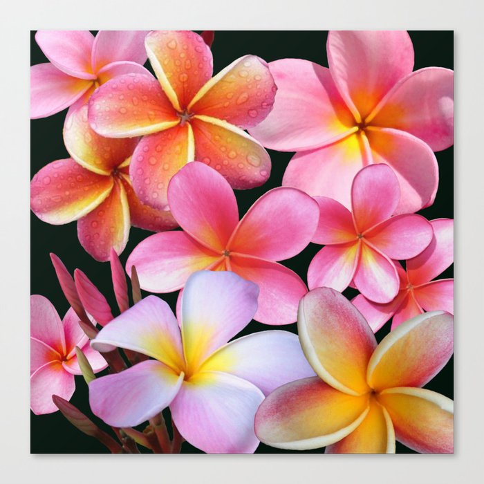 Pink Plumerias Canvas Print