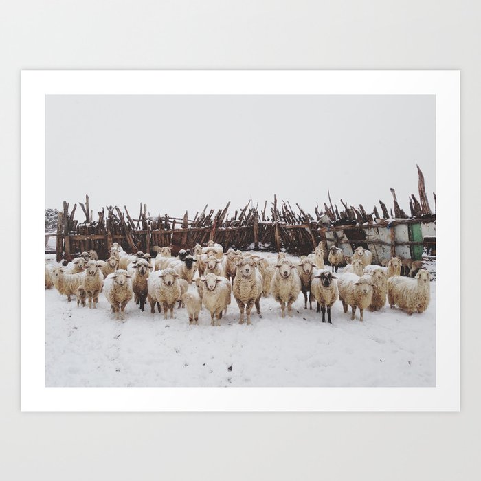 Snowy Sheep Stare Art Print
