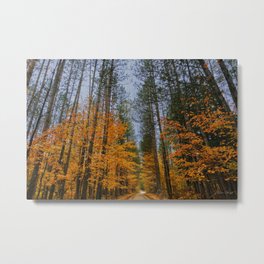 Gloomy & Bright Metal Print | Fall, Photo, Color, Michigan, Fallfoliage, Autumn, Michiganphoto, Mittenstate, Greatlakes, Woods 