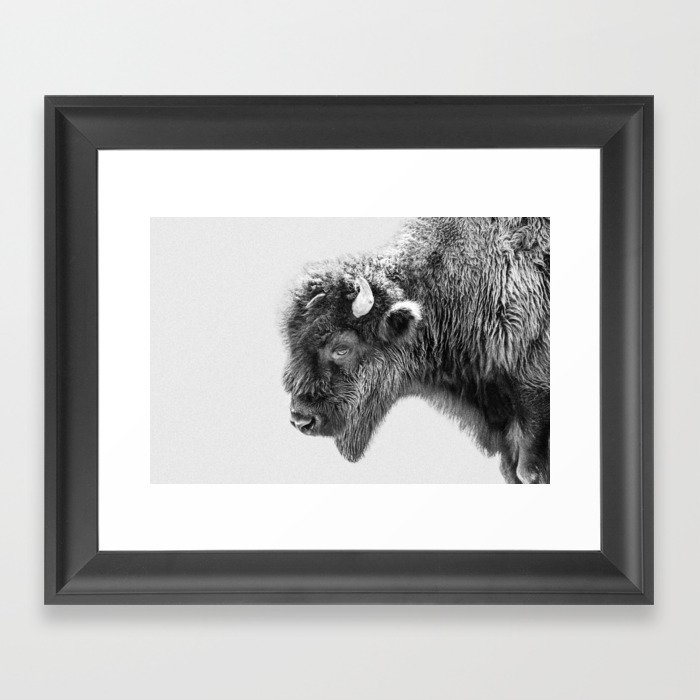 Bison Photography | Animal Portrait | Black and White | Minimalism Framed Art Print