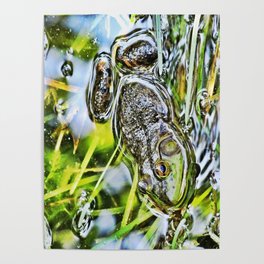 Frog floating in pond Poster