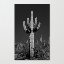Saguaro Cactus Canvas Print